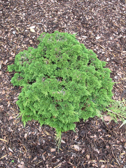 Juniperus sabina_Monna or Calgary Carpet.jpg